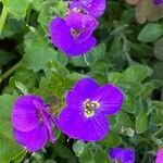 Aubrieta deltoidea flower picture by Jacques Zuber (cc-by-sa)