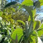 Buddleja stachyoides leaf picture by Trap Hers (cc-by-sa)