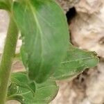 Antirrhinum latifolium leaf picture by Valérie (cc-by-sa)