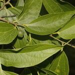 Celtis caudata leaf picture by Nelson Zamora Villalobos (cc-by-nc)