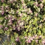 Teucrium marum habit picture by Patrice Nodet (cc-by-sa)