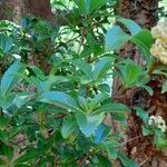 Cordia americana leaf picture by Trap Hers (cc-by-sa)