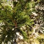 Juniperus foetidissima leaf picture by Nikos (cc-by-sa)