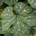 Cucurbita moschata leaf picture by Shehadi Ramiz (cc-by-sa)