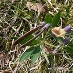Lathyrus linifolius fruit picture by hieracium eriophorum (cc-by-sa)