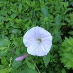 Calystegia hederacea flower picture by kozo (cc-by-sa)