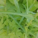Lactuca canadensis leaf picture by Natacha Ouellet (cc-by-sa)