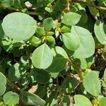 Trianthema portulacastrum leaf picture by Jennifer Carrejo (cc-by-sa)