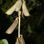 Crotalaria incana fruit picture by Nelson Zamora Villalobos (cc-by-nc)