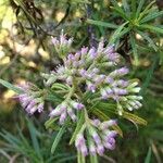 Monarrhenus salicifolius flower picture by Daniel Barthelemy (cc-by-nc)