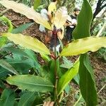 Syzygium cymosum leaf picture by Augustin Soulard (cc-by-sa)