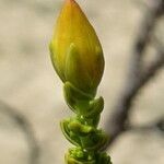Hypericum goyanesii flower picture by Fabien Anthelme (cc-by-sa)