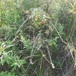 Carex lurida habit picture by Joseph Moulaison (cc-by-sa)