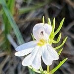 Euphrasia tricuspidata flower picture by Christoph grüning (cc-by-sa)