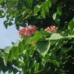 Averrhoa carambola flower picture by Felipe Felix (cc-by-sa)