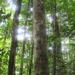 Licania canescens habit picture by D. Frame (cc-by-sa)