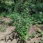 Prenanthes purpurea habit picture by alderash (cc-by-sa)