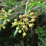 Azara lanceolata fruit picture by Daniel Barthelemy (cc-by-nc)