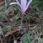 Colchicum autumnale habit picture by Coline Limbardet (cc-by-sa)