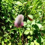 Trifolium rubens habit picture by Llandrich anna (cc-by-sa)