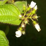 Miconia crenata flower picture by Nelson Zamora Villalobos (cc-by-nc)