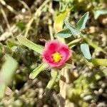 Portulaca cryptopetala flower picture by Trap Hers (cc-by-sa)
