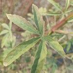 Hibiscus cannabinus leaf picture by Azamat Yakubbaev (cc-by-sa)
