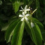 Saba senegalensis flower picture by Maarten Vanhove (cc-by-sa)