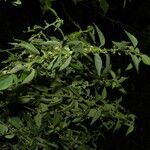Ayenia micrantha habit picture by Nelson Zamora Villalobos (cc-by-nc)