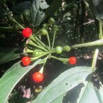 Witheringia meiantha fruit picture by SINAC Pérez Greivin (cc-by-sa)