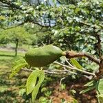 Hymenaea courbaril fruit picture by Caio Felipe Diogo (cc-by-sa)