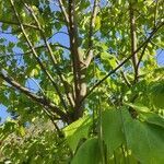 Catalpa bignonioides habit picture by Dieter Albrecht (cc-by-sa)