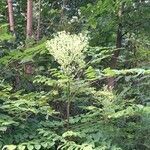 Aralia spinosa flower picture by Jennifer Summey (cc-by-sa)