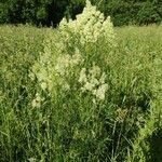 Thalictrum flavum habit picture by somadhy (cc-by-sa)