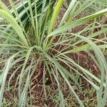 Cymbopogon citratus habit picture by FEBY MARTIZA PUTRI HARTONO - (cc-by-sa)