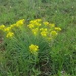 Bulbine abyssinica habit picture by susan brown (cc-by-sa)