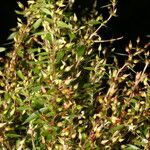 Sauvagesia pulchella habit picture by Nelson Zamora Villalobos (cc-by-nc)