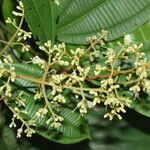 Miconia nutans leaf picture by Nelson Zamora Villalobos (cc-by-nc)