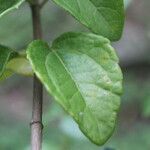 Calea prunifolia leaf picture by Nelson Zamora Villalobos (cc-by-nc)