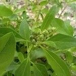 Chenopodium vulvaria flower picture by buran21 (cc-by-sa)
