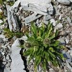 Hieracium alpinum flower picture by josef casutt (cc-by-sa)