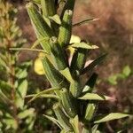 Oenothera glazioviana fruit picture by Dieter Albrecht (cc-by-sa)
