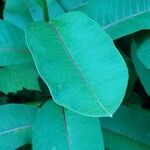 Asclepias syriaca leaf picture by lynn pitt (cc-by-sa)