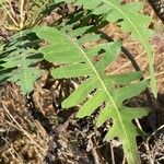 Sonchus palmensis leaf picture by Sastre Oriol (cc-by-sa)
