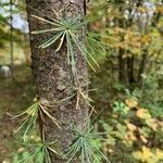 Larix laricina leaf picture by kathy gilbert (cc-by-sa)