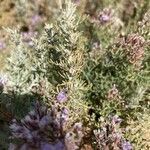 Limonium cordatum leaf picture by Nadine Le Corre (cc-by-sa)