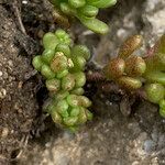 Sedum alpestre leaf picture by Fabien Anthelme (cc-by-sa)