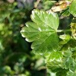 Ribes uva-crispa leaf picture by Gaël Covain (cc-by-sa)