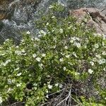 Rubus deliciosus habit picture by Daniel Gonzales (cc-by-sa)
