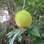 Momordica cochinchinensis fruit picture by Noel Dionson (cc-by-sa)